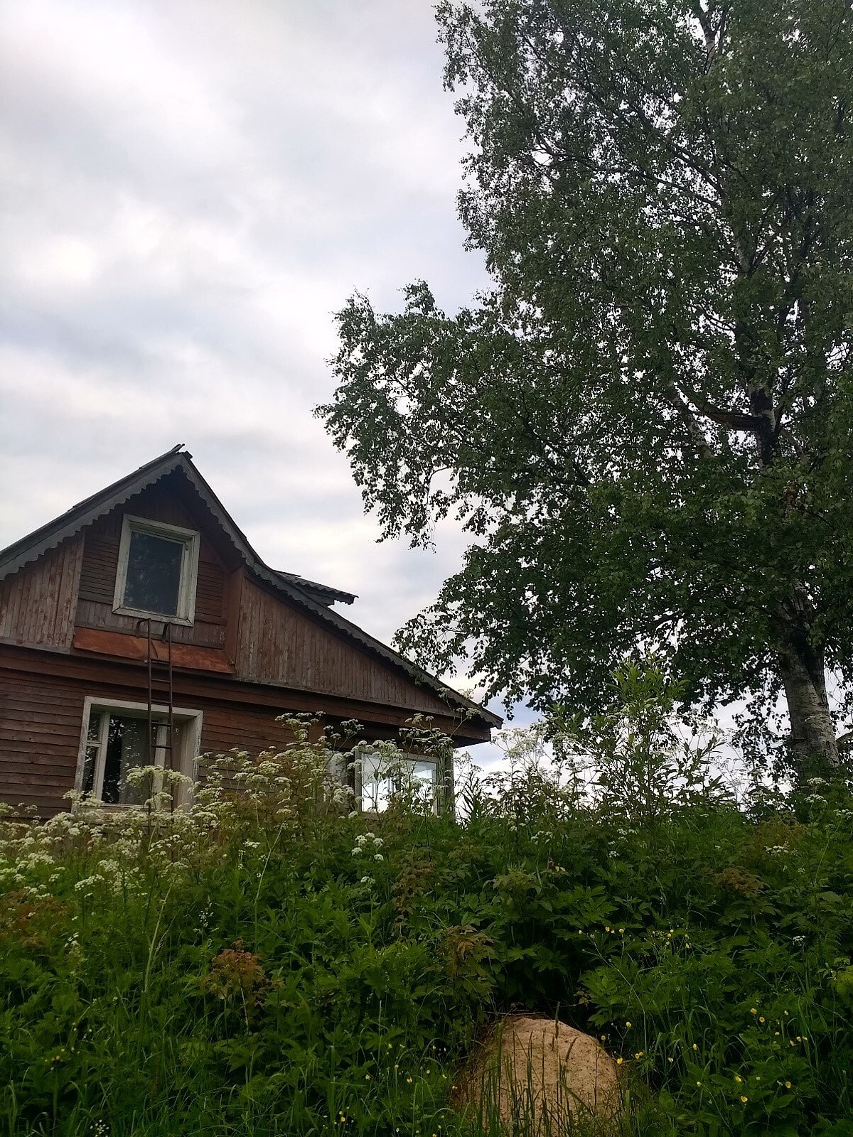 Aufnahme des Hauses der Gastfamilie mit einer großen Hecke und einem Baum